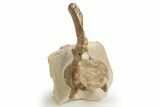 Fossil Plesiosaur (Thililua?) Cervical Vertebra - Asfla, Morocco #329728-1